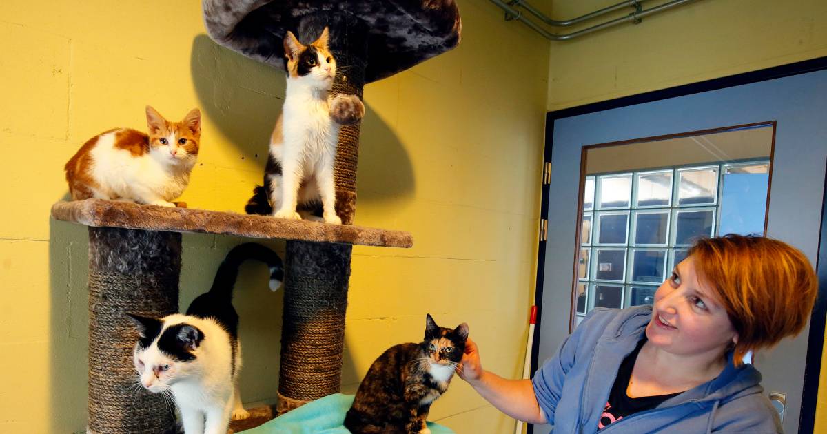 Baasjes voor 44 katten die in één huis leefden | Rivierenland | AD.nl
