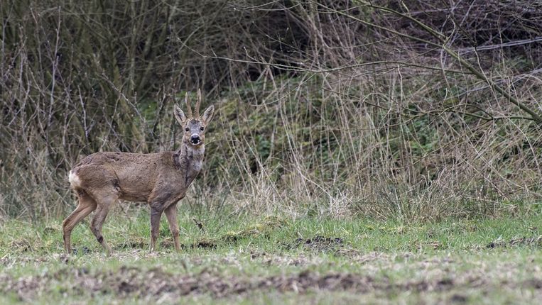 Een ree in het beschermde natuurgebied Buurserzand. Beeld Frans Nikkels