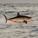 Australië wil witte haaien doden