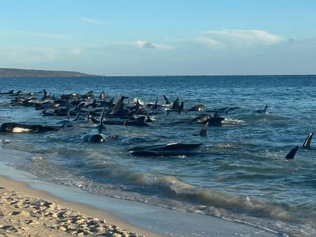 Près de 160 de cétacés s’échouent sur une plage australienne