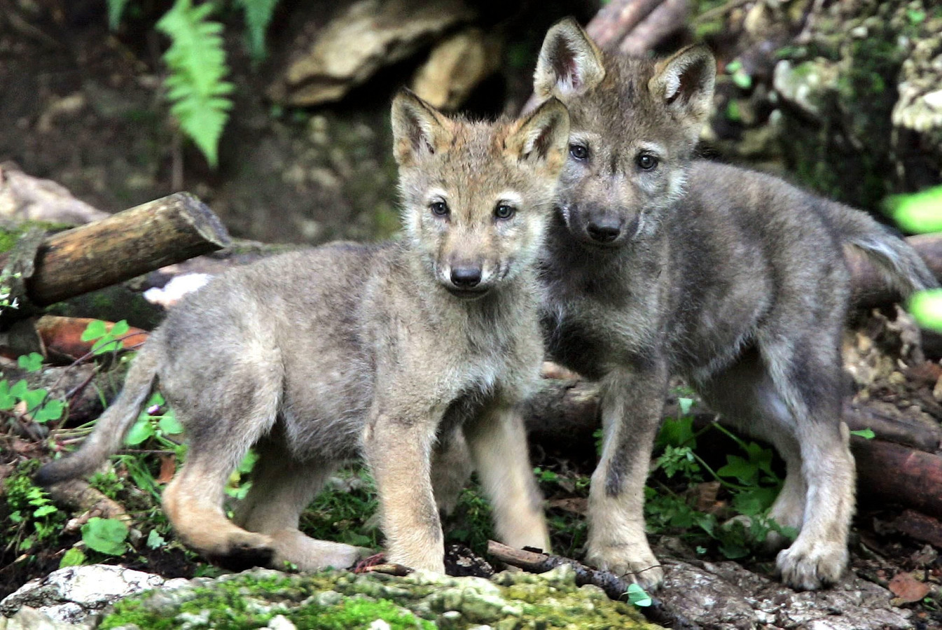 Onlangs werden er twee wolvenwelpjes geboren op de Midden-Veluwe. Afbeelding ter illustratie.