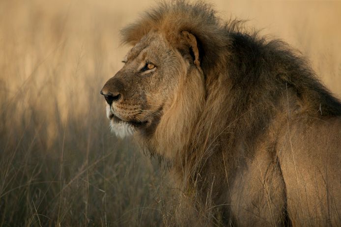 Leeuw Cecil is in 2015 doodgeschoten door een Amerikaanse jager. Walter Palmer heeft 50.000 dollar betaald voor de jacht.