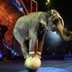 Degelijke argumentatie voor verbod circusdieren ontbreekt