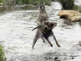 Vier honden vallen kangoeroe aan in Australisch beekje