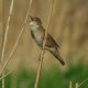 Zonder oud riet scheert de snor zich weg
