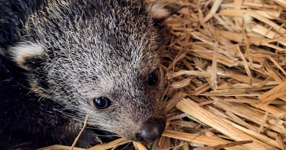 Voor het eerst beermarter geboren in Pakawi Park | Balen | hln.be