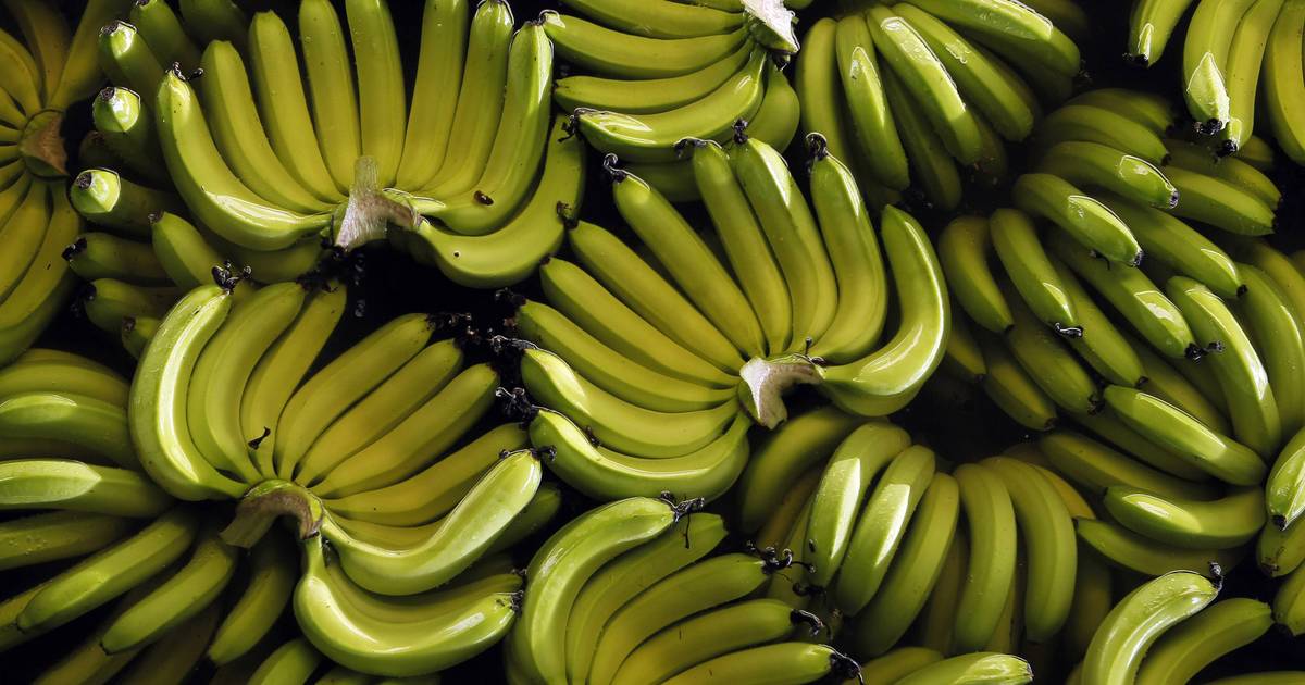 Alerte : les bananes sont en danger à cause d'une maladie