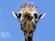Dierenbescherming legt beslag op Stanley de giraf uit de film ‘The Hangover’ 