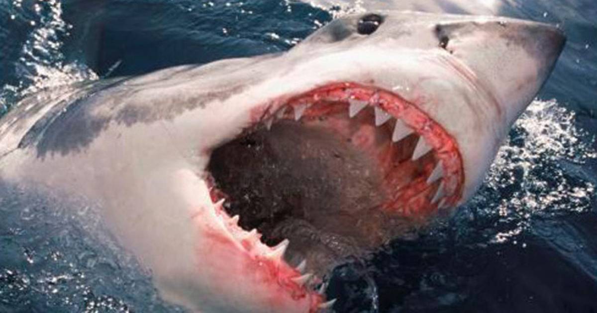 Requin Des Dents De La Mer Des requins sèment la terreur sur le site des "Dents de la mer" | Monde