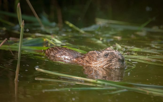 Muskusratten en beverratten: ze ogen onschuldig, maar vormen een ...
