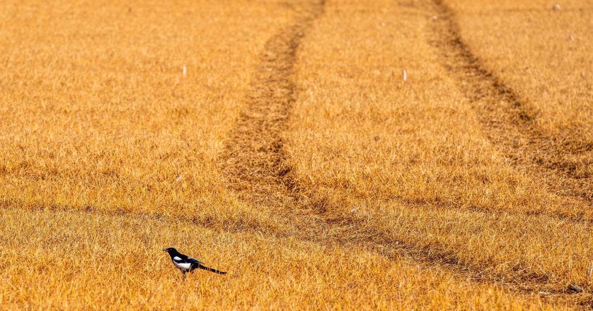 Dit weiland is niet knalgroen, maar gifgeel: 'Begrijp niet dat dit mag’
