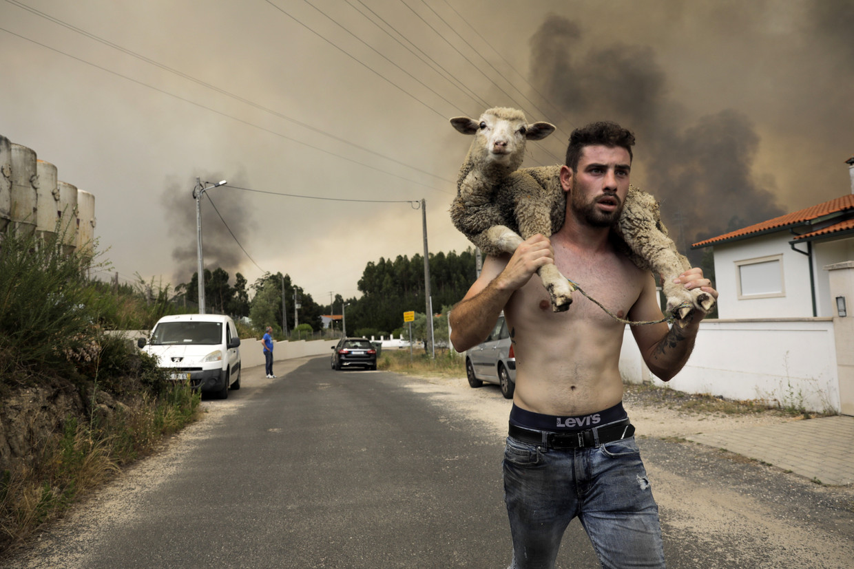 A young shepherd saves his sheep during a massive fire in Boa Vista, Portugal.  Image by ANP / EPA