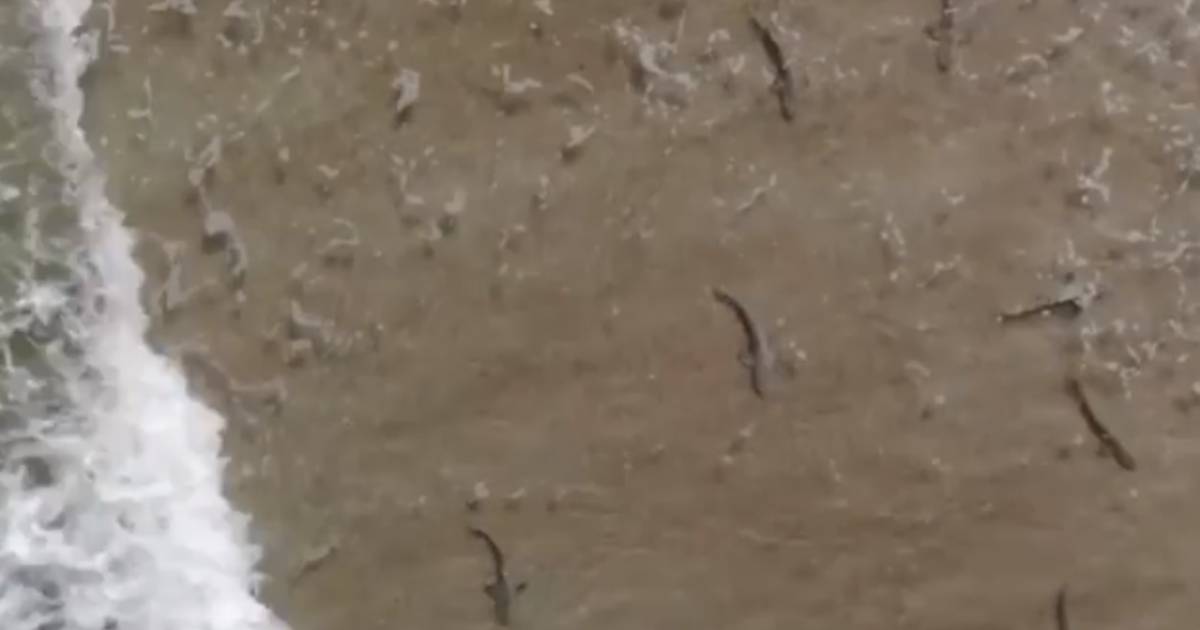 Surfer In Florida Omsingeld Door Tientallen Haaien Ik Was Doodsbang En Peddelde Zo Snel Ik Kon Naar Het Strand Buitenland Hln Be