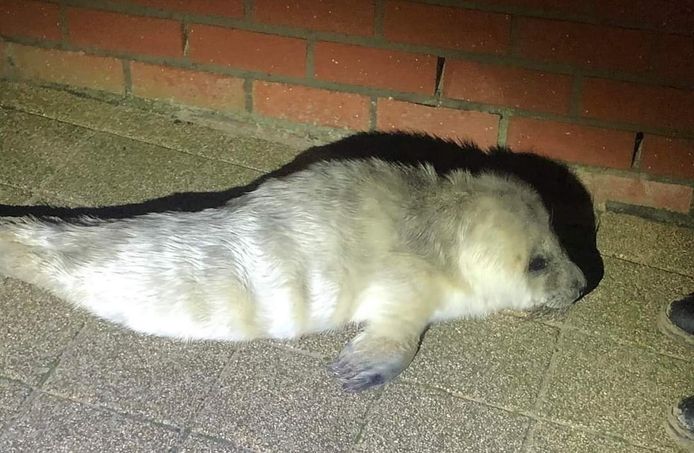 De zeehondenpup kroop donderdagavond op de zeedijk en vervolgens naar beneden richting het Christianaplein in De Haan.