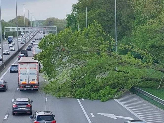 Twee rijstroken versperd op E40 ter hoogte van Affligem door omgevallen boom: uur file richting Brussel