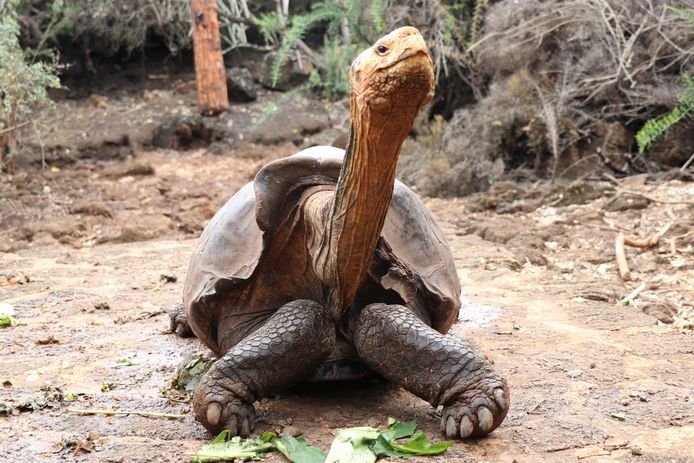 Huisje plotseling verlichten Reuzenschildpad Diego met super-libido mag eindelijk met pensioen |  Buitenland | AD.nl