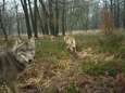 Wat je moet doen als je oog in oog staat met acht wolven? ‘De wolf is eigenlijk een mietje’