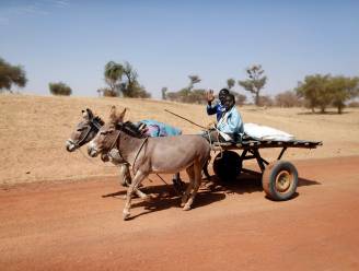 Ezels dreigen te verdwijnen want China koopt ze allemaal op