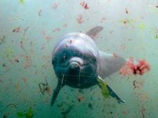 Actiegroepen vrezen stiekeme verhuizing van Dolfinarium-dolfijnen naar China
