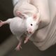 Cocktail van moleculen helpt blinde muizen zicht terug te krijgen
