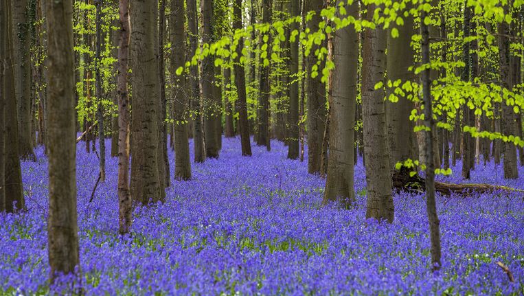 Het Hallerbos Alles Wat U Wilde Weten Maar Nooit Durfde Te Vragen