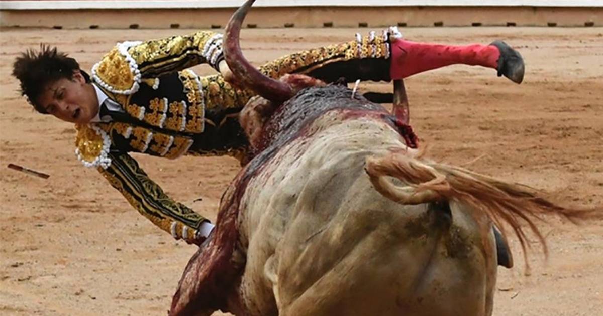Is dit de slechtste toreador ooit? Al vijf keer stond hij in de arena, evenveel keer raakte hij