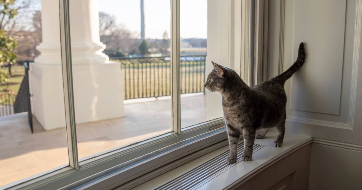 Seekor kucing sekarang juga tinggal di Gedung Putih: namanya Willow |  luar negeri