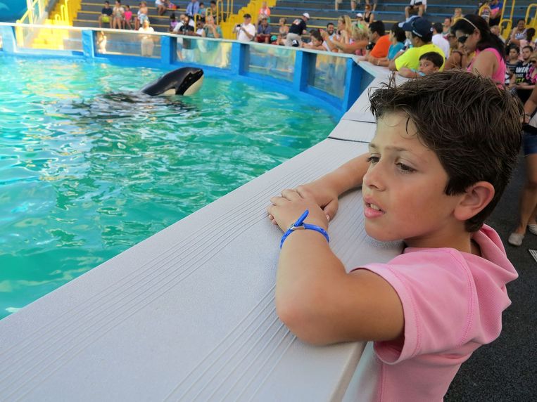 Kinderen en ouders kijken na een show in het Miami Seaquarium naar orka Lolita. Beeld Foto SR