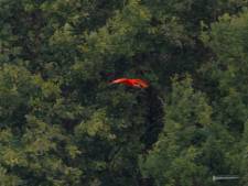 Wageningse rode ibis is ontsnapt in België