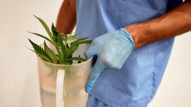 Les effets du cannabis sur la douleur ne sont pas prouvés: “Une image faussement rassurante”