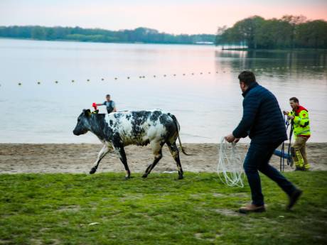 Wéér besluit een koe van boer Richard een duik te nemen bij Bussloo: ‘Je voelt je toch bezwaard voor de hulp’