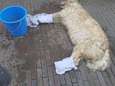Hond die in bloedhete Nederlandse bestelbus werd achtergelaten, overleden