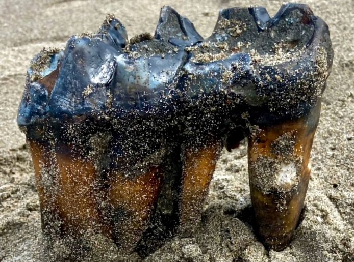 Mastodon teeth are about 30 cm long.