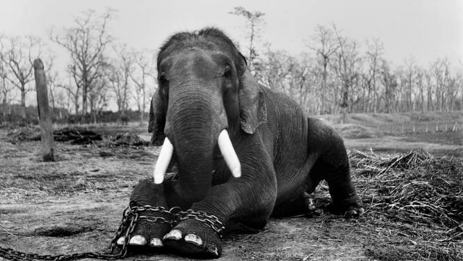 Opgejaagd wild: deze foto's tonen hoe wreed de mens is