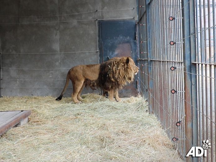 Lion Robin in Yerevan.