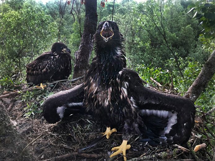 Spannende Tijden In De Biesbosch Voor De Boswachters En De Zee En Visarenden Rivierenland Ad Nl