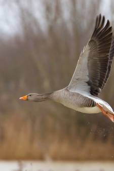 Miljoenen schade door ganzen: jagers moeten er meer afschieten om opmars te stoppen