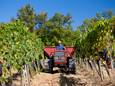 In Italië begint de wijnoogst door extremer weer nu al in juli: ‘Redelijk bezorgd over de toekomst’