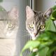 Déze kamerplanten zijn giftig voor katten