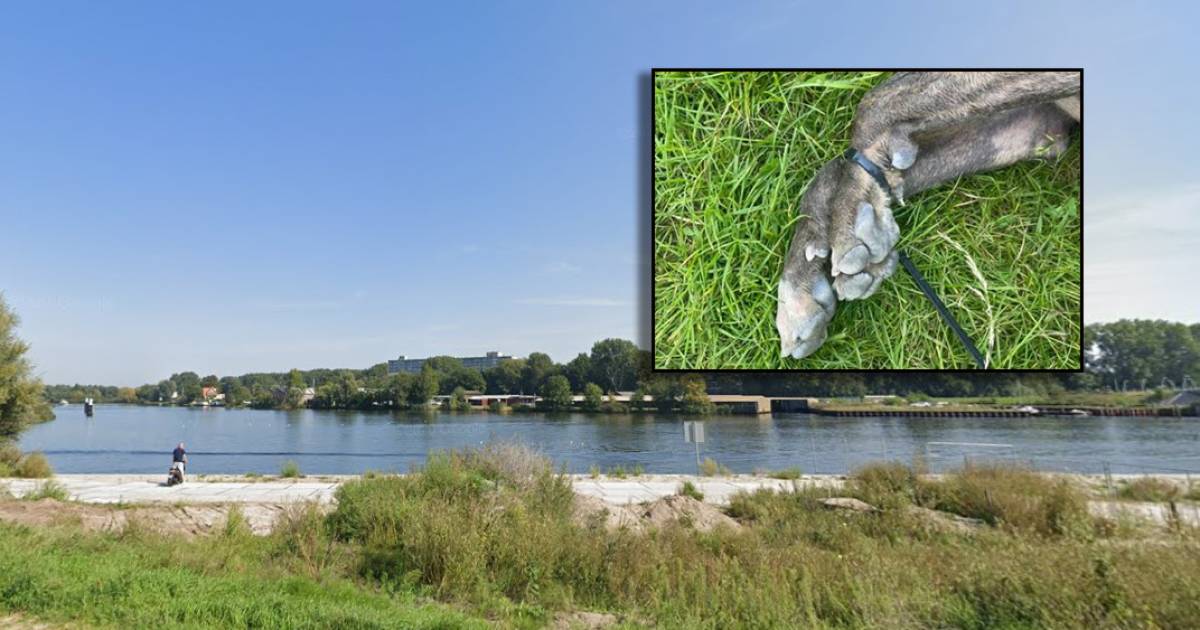 Zo'n smeerpijp zou ik zonder met mijn ogen te knipperen, tiewraps om zijn poten doen en langzaam te water laten. .