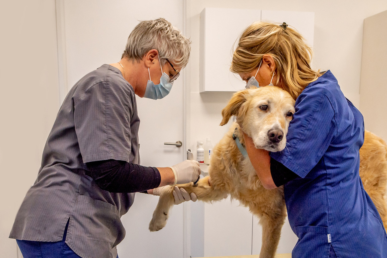 Dierenartsen slaan alarm om dieren op leeftijd ‘Hebben net als oudere mensen meer nodig