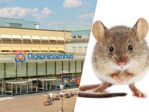 Muizen in hal en restaurant van Utrechts ziekenhuis: ‘Onhygiënisch, die wil je daar niet zien rondlopen’