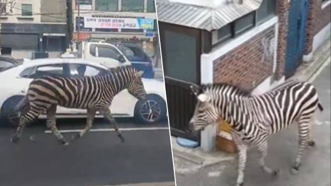 Ontsnapte zebra gaat 3 uur lang op ontdekking in Zuid-Koreaanse hoofdstad