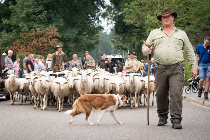 De hond houdt de schapenschare goed in de gaten.
