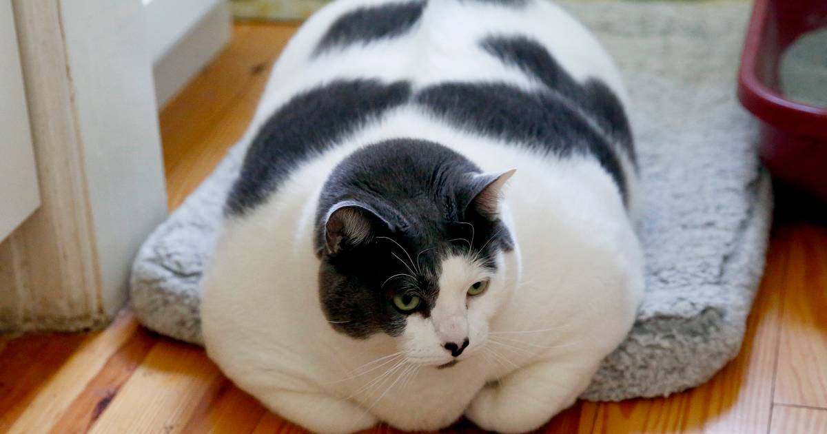Surrey eeuw herhaling Dikste kat ter wereld' moet op dieet: “Eigenlijk is Patches best kieskeurig”  | Instagram HLN | hln.be