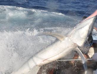Paniek op vissersboot: megazwaardvis van 300 kg springt aan boord