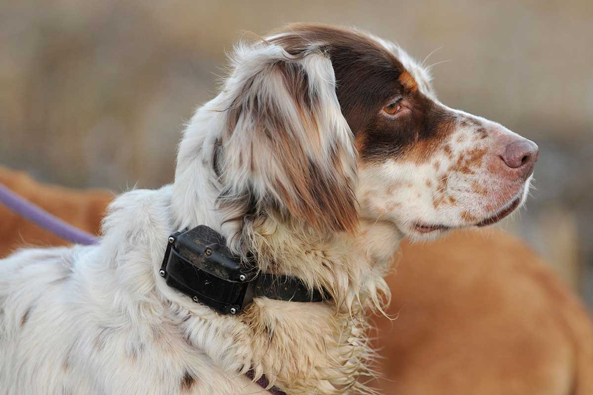 Jagers schieten verbod op stroomhalsband voor honden af | Foto