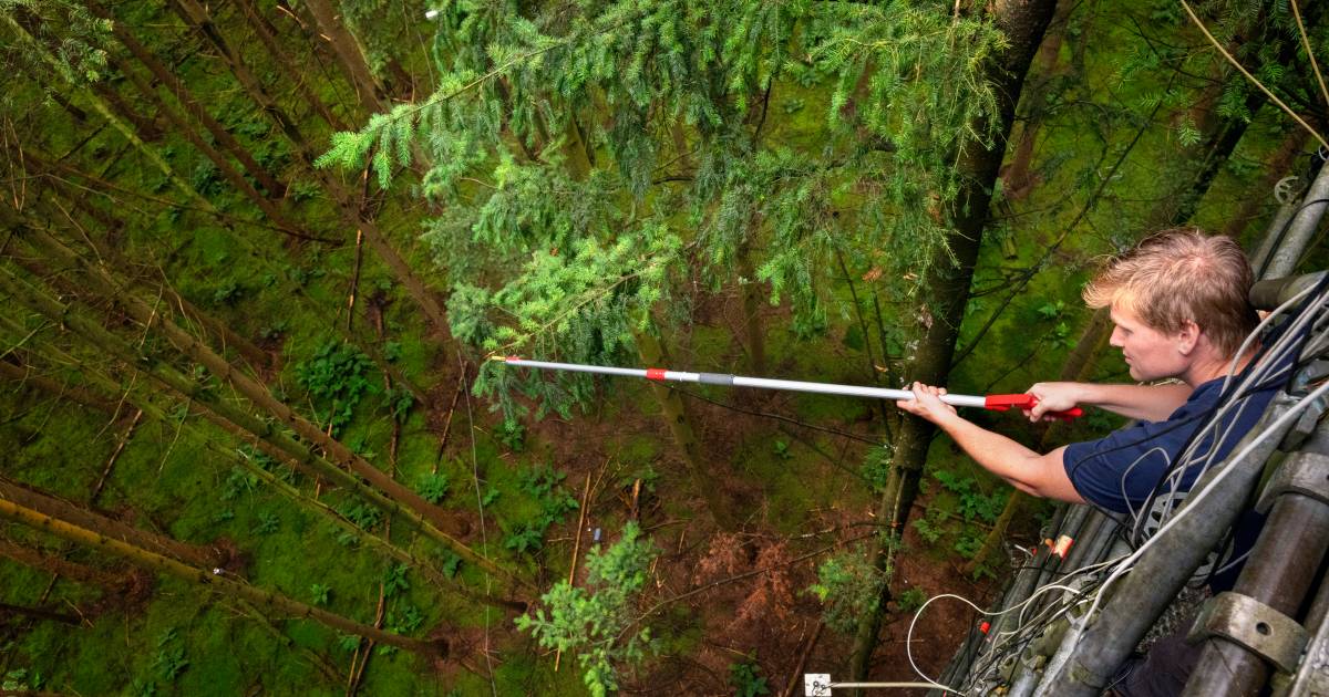 En este lugar de trabajo especial, Paul (32) intenta medir la salud del bosque. Apeldoorn