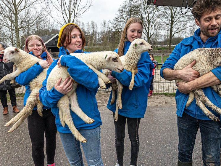 Kinderboerderij Wezenlanden krijgt nieuw lammetjes