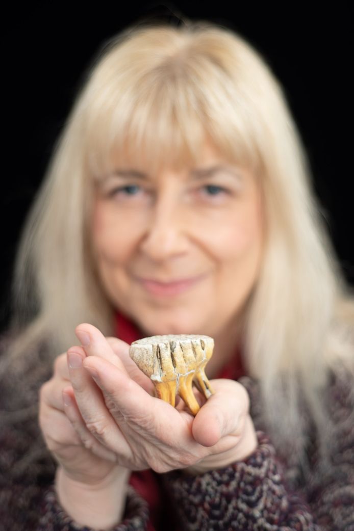 paleontoloog Mietje Germonpré toont een melktand van een mammoetkalfje.